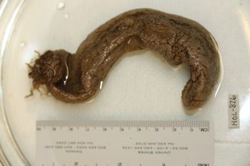 Media type: image;   Invertebrate Zoology HOL-826 Description: Preserved specimen.;